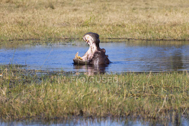 Гіпопопотам у воді, широко відкритий рот, позіхаючи.. — стокове фото