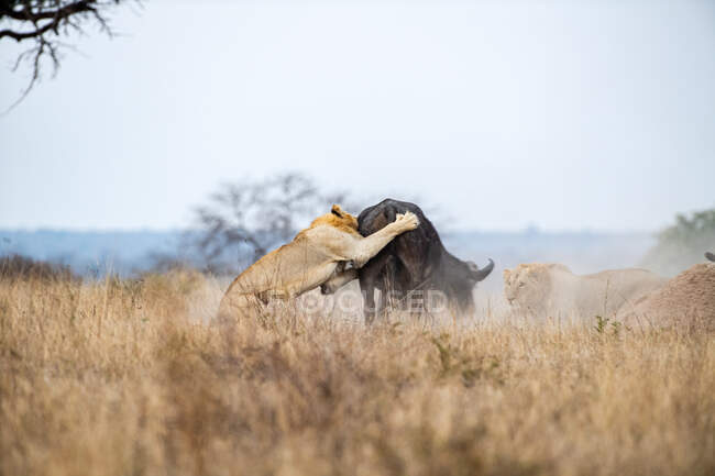 Un león, Panthera leo, ataca a un búfalo, Syncerus caffer, saltando sobre su espalda - foto de stock