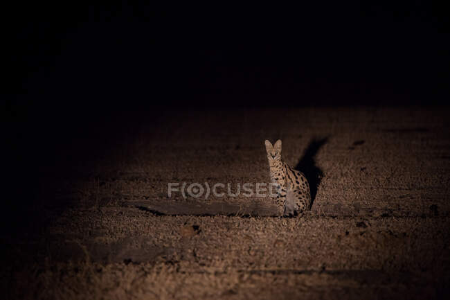 Un serval, Leptailurus serval, se sienta en un claro por la noche, iluminado por el reflector - foto de stock