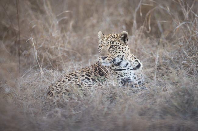 Un leopardo femenino, Panthera pardus, yace en la hierba seca alta, mirando fuera de marco - foto de stock