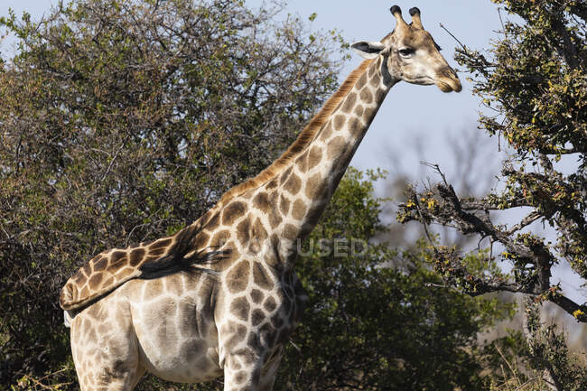 Eine Giraffe, Giraffa camelopardalis, weidet auf den oberen Ästen eines Baumes. — Stockfoto