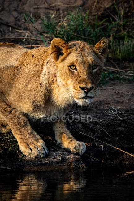 Un león, Panthera leo, se agacha junto al agua - foto de stock