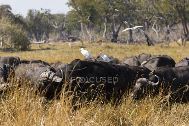 На болотах пасеться стадо буйволів - бубалів у довгій траві. — стокове фото