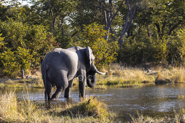 Un elefante maturo con zanne nella palude, loxodonta africana — Foto stock