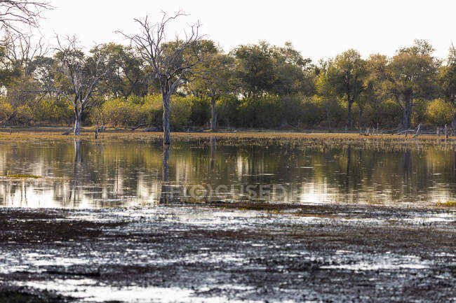 Landscape, wetlands, trees reflected in calm water in the Okavango Delta — Stock Photo