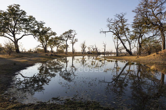 Paisagem, zonas húmidas, árvores refletidas em águas calmas — Fotografia de Stock
