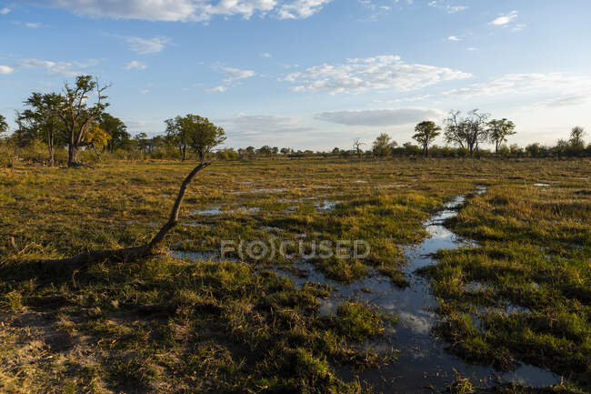 Die Landschaft des Inlandsdeltas, flache Wasserbecken, Feuchtgebiete des Okavango-Deltas. — Stockfoto