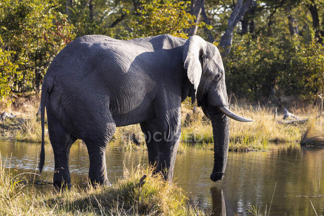 Un elefante maturo con zanne nella palude, loxodonta africana — Foto stock