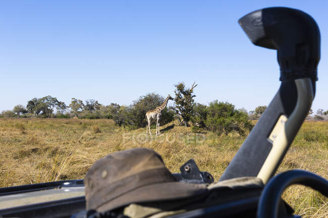 Girafe, delta de l'Okavango, Botswana — Photo de stock
