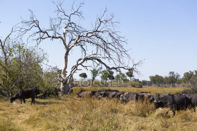 Великий стад пасовищ болотяних буйволів, кофер Синцеруса. — стокове фото