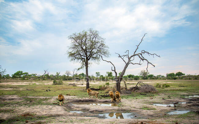 Cuatro leones machos, Panthera leo, de pie y sentados alrededor de un pozo de agua - foto de stock