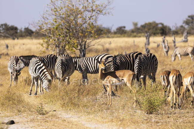Zebra, Okavango Delta, Botsuana — Fotografia de Stock