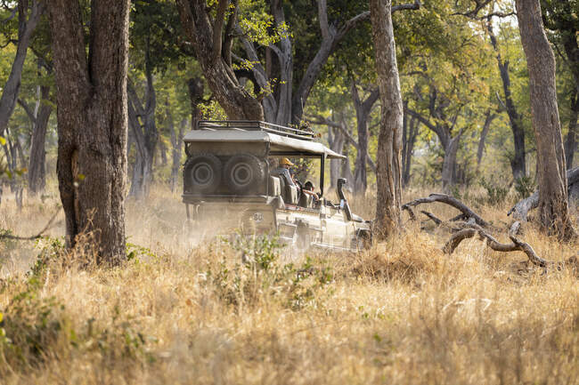 Safari vehículo en la salida del sol juego unidad en los árboles - foto de stock