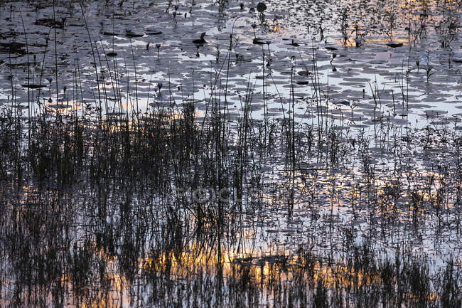 Reflexões sobre a superfície da água, luz solar e juncos — Fotografia de Stock