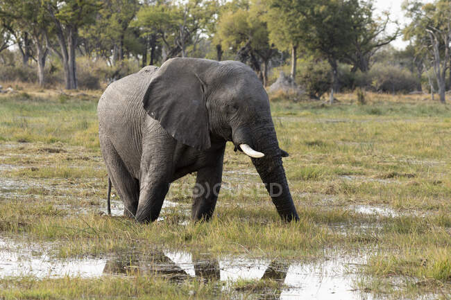 Loxodonta africana, um elefante que percorre a água em pântano — Fotografia de Stock