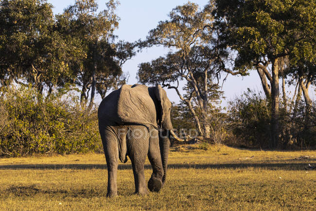 Дорослий слон з бивнями в болотистій місцевості (Локсодонта африканська). — стокове фото