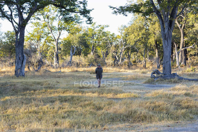 Un guía de safari caminando en un sendero por delante de un vehículo al amanecer. - foto de stock