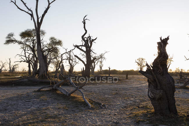 Alberi, riflessione, Delta dell'Okavango, Botswana — Foto stock