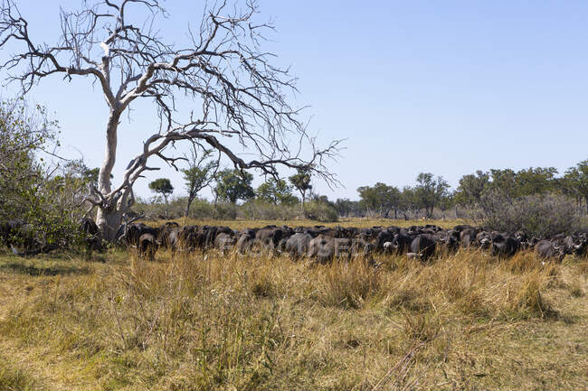 Большое стадо болотных буйволов пасутся, кофейник Syncerus — стоковое фото