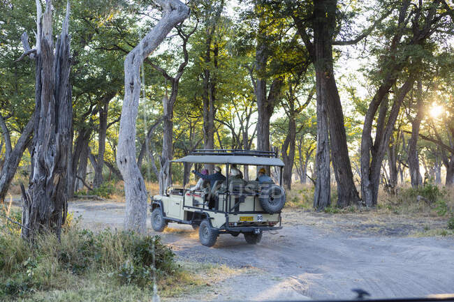 Une jeep safari voyageant le long d'un chemin à travers la brousse au lever du soleil. — Photo de stock