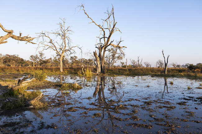 Paisaje, humedales, árboles reflejados en aguas tranquilas - foto de stock