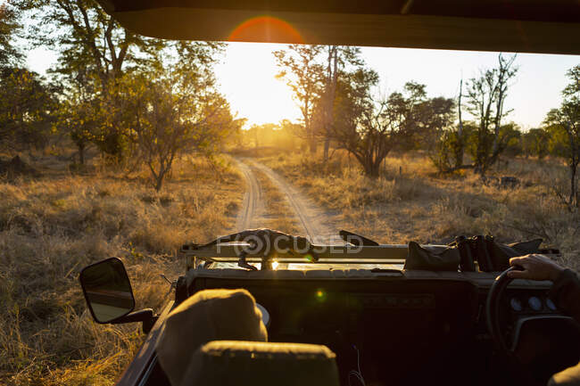 A safari jeep, passenger view of the dirt road ahead at sunrise — Stock Photo