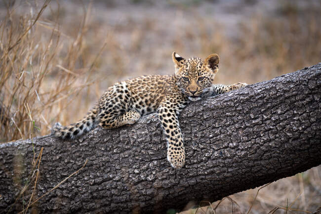 Un cucciolo di leone, panthera pardus, sdraiato su un tronco d'albero, zampa penzoloni. — Foto stock