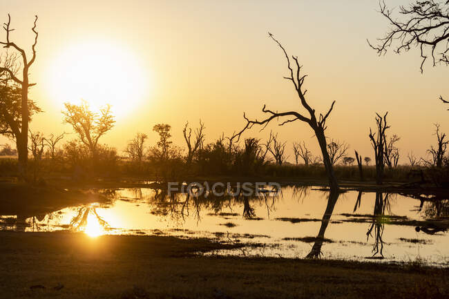 Sunrise over water, silhouettes and reflections in the water surface, Okavango Delta — Stock Photo