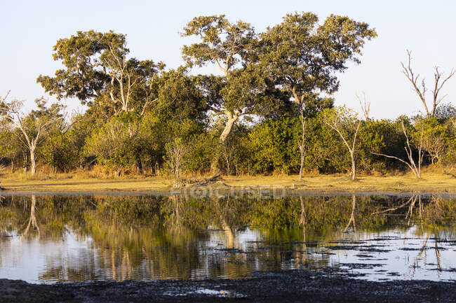 Paisagem, zonas húmidas, árvores refletidas em águas calmas no delta do Okavango — Fotografia de Stock