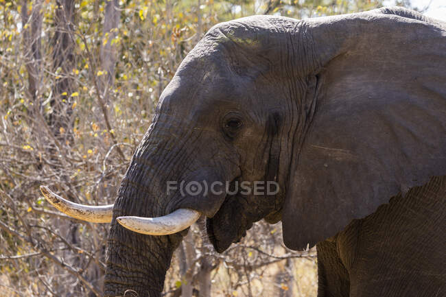 Primer plano de un elefante con colmillos, loxodonta africana - foto de stock