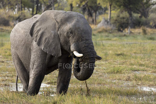 Loxodonta africana, an elephant wading through water in marshland — Stock Photo