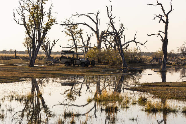 Деревья, отражение, дельта Окаванго, Ботсвана — стоковое фото