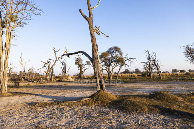 Alba sull'acqua, Delta dell'Okavango, Botswana — Foto stock