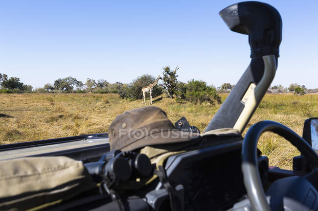 Girafa, Okavango Delta, Botsuana — Fotografia de Stock