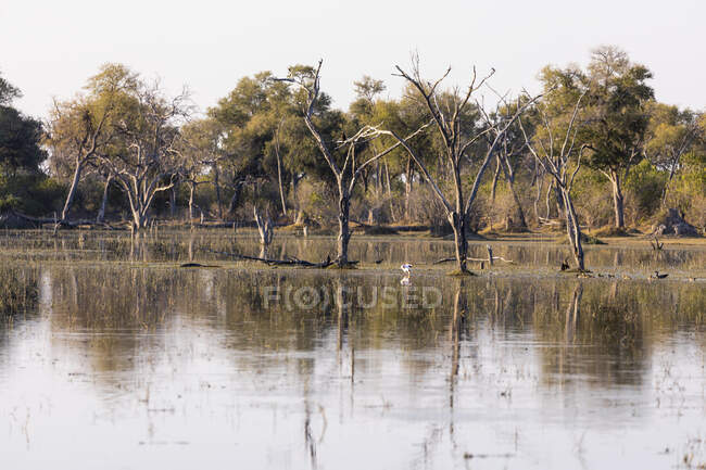 Paesaggio, zone umide, alberi riflessi in acque calme nel delta dell'Okavango — Foto stock