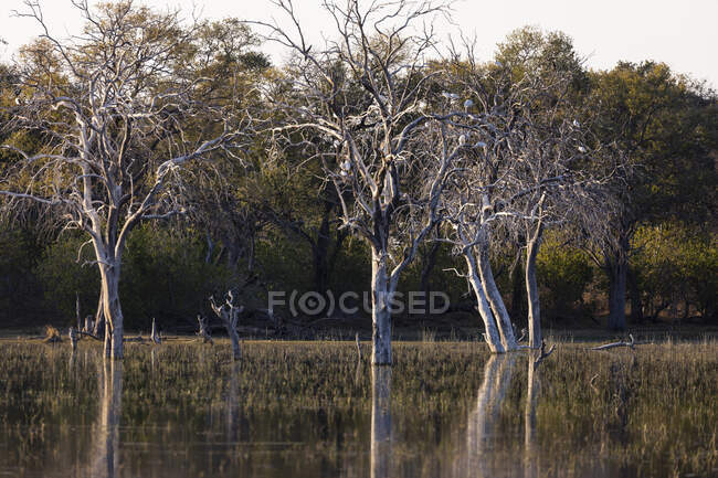 Paisagem, zonas húmidas, árvores refletidas em águas calmas no delta do Okavango — Fotografia de Stock