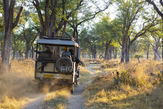 Um jipe de safári viajando por um caminho através do arbusto ao nascer do sol. — Fotografia de Stock