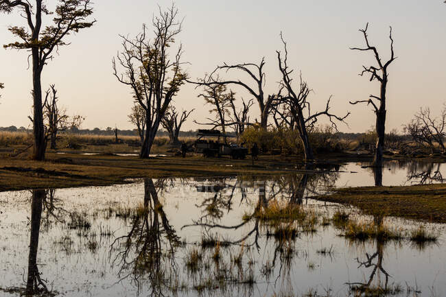 Втікачі, заболочені землі, дерева відображені у спокійній воді. — стокове фото