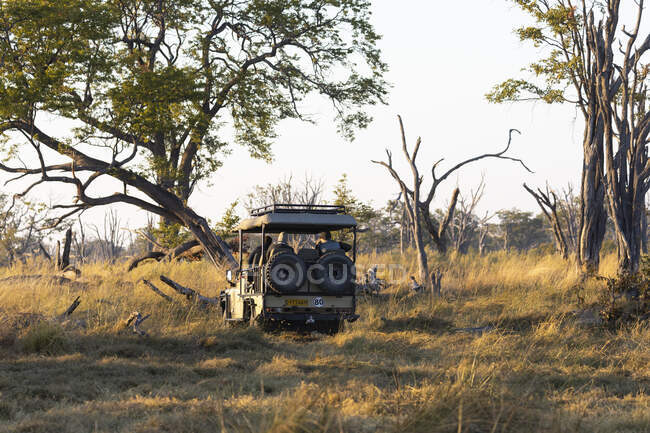 Un vehículo de safari en una unidad de juego de amanecer - foto de stock