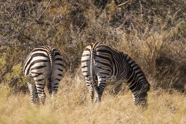 Zebra, Okavango Delta, Botsuana — Fotografia de Stock