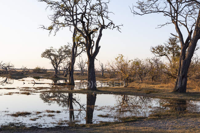 Sonnenaufgang über dem Wasser, Silhouetten und Spiegelungen in der Wasseroberfläche, Okavango-Delta — Stockfoto