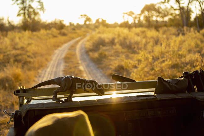 Vista desde el asiento de conducción de un camino de tierra a través de una reserva natural - foto de stock