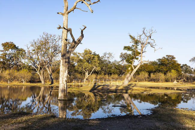 Paesaggio, zone umide, alberi riflessi in acque calme — Foto stock