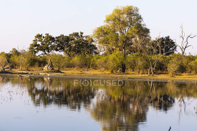 Пейзаж, водно-болотные угодья, деревья, отраженные в спокойной воде дельты Окаванго — стоковое фото