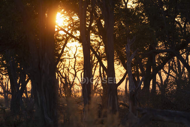 Nascer do sol, luz solar através das árvores — Fotografia de Stock