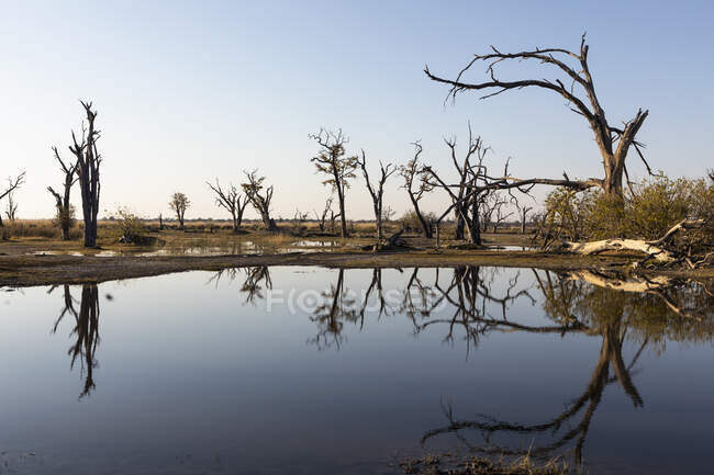 Paisaje, humedales, árboles reflejados en aguas tranquilas - foto de stock