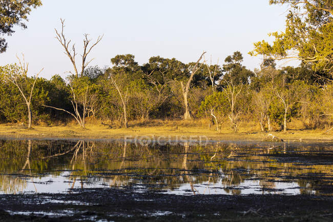 Paisaje, humedales, árboles reflejados en aguas tranquilas en el delta del Okavango - foto de stock