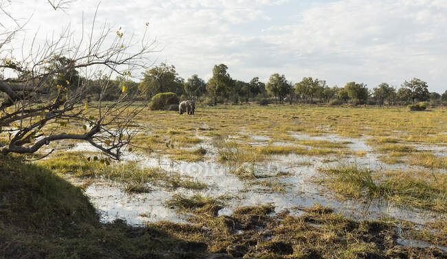 Loxodonta africana, an elephant in marshland — Stock Photo