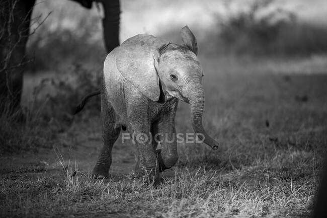Un ternero elefante, Loxodonta africana, camina a través de un claro - foto de stock