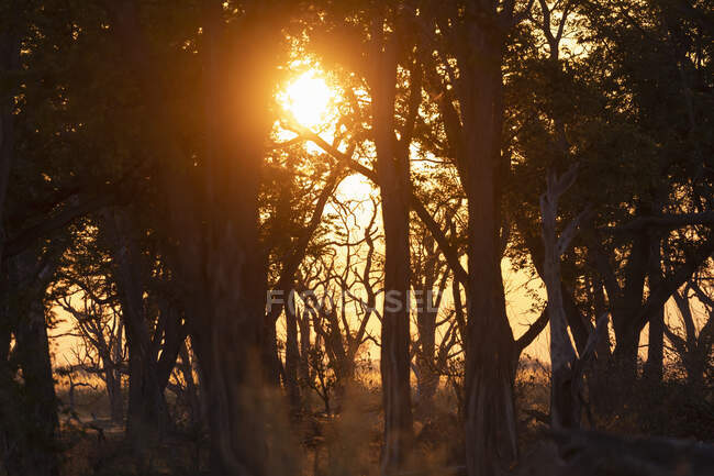 Salida del sol sobre el agua, Delta del Okavango, Botswana - foto de stock
